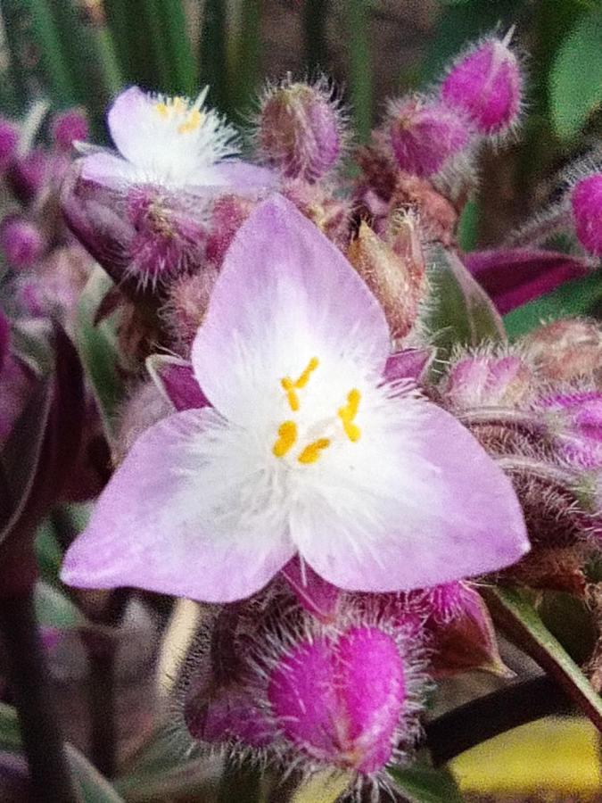 Selva Hospedaje บัลปาราอีโซ ภายนอก รูปภาพ